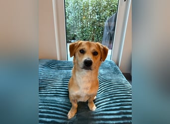 Rapli-SI – auf der Suche nach seinem Herzensmenschen