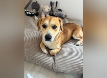 Rapli-SI – auf der Suche nach seinem Herzensmenschen