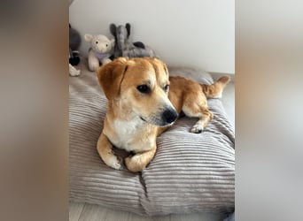 Rapli-SI – auf der Suche nach seinem Herzensmenschen