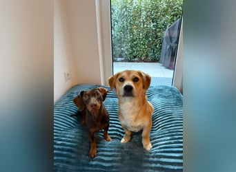 Rapli-SI – auf der Suche nach seinem Herzensmenschen