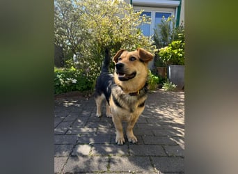 Kinderliebe, unkomplizierte Nessie,1,5J., kastr., gepflegt