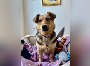 Kinderliebe, unkomplizierte Nessie,1,5J., kastr., gepflegt