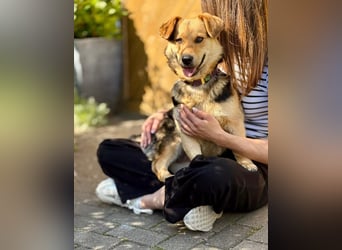 Kinderliebe, unkomplizierte Nessie,1,5J., kastr., gepflegt