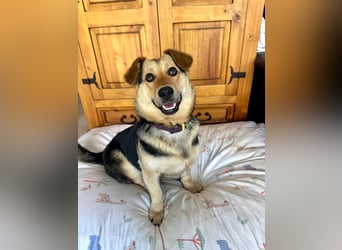 Kinderliebe, unkomplizierte Nessie,1,5J., kastr., gepflegt