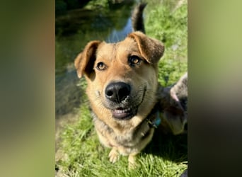 Kinderliebe, unkomplizierte Nessie,1,5J., kastr., gepflegt