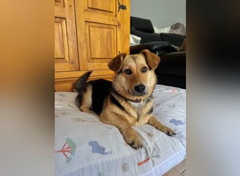 Kinderliebe, unkomplizierte Nessie,1,5J., kastr., gepflegt