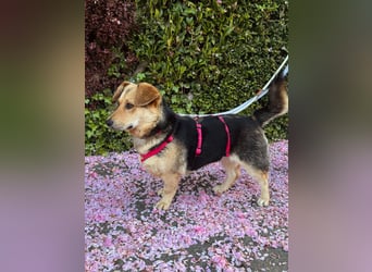 Kinderliebe, unkomplizierte Nessie,1,5J., kastr., gepflegt