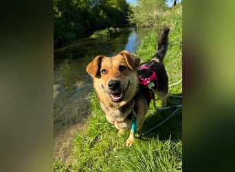 Kinderliebe, unkomplizierte Nessie,1,5J., kastr., gepflegt