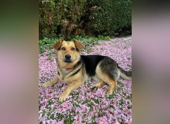 Kinderliebe, unkomplizierte Nessie,1,5J., kastr., gepflegt