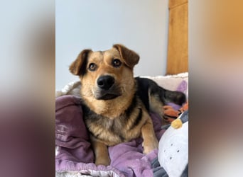 Kinderliebe, unkomplizierte Nessie,1,5J., kastr., gepflegt