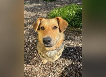 Kinderliebe, unkomplizierte Nessie,1,5J., kastr., gepflegt