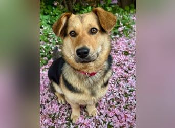 Kinderliebe, unkomplizierte Nessie,1,5J., kastr., gepflegt