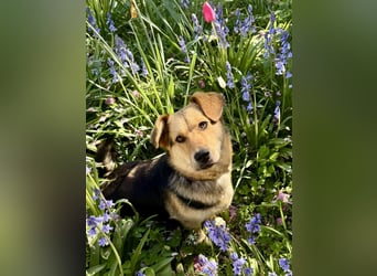 Kinderliebe, unkomplizierte Nessie,1,5J., kastr., gepflegt