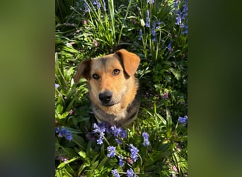 Kinderliebe, unkomplizierte Nessie,1,5J., kastr., gepflegt