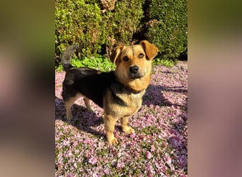 Kinderliebe, unkomplizierte Nessie,1,5J., kastr., gepflegt