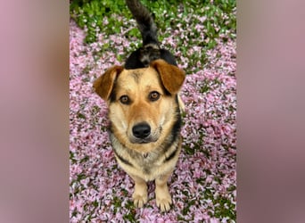 Kinderliebe, unkomplizierte Nessie,1,5J., kastr., gepflegt