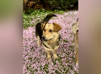 Kinderliebe, unkomplizierte Nessie,1,5J., kastr., gepflegt