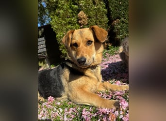 Kinderliebe, unkomplizierte Nessie,1,5J., kastr., gepflegt