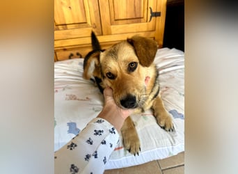 Kinderliebe, unkomplizierte Nessie,1,5J., kastr., gepflegt