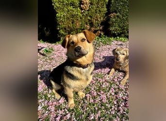 Kinderliebe, unkomplizierte Nessie,1,5J., kastr., gepflegt