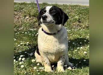 Dottie eine kleine Knutschkugel