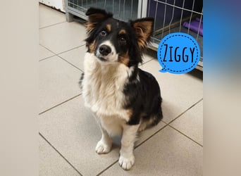 Ziggy ein winziger selbstbewusster Kerl