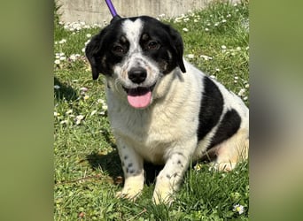 Dottie eine kleine Knutschkugel