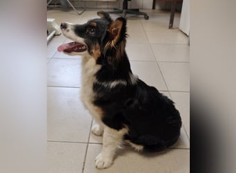 Ziggy ein winziger selbstbewusster Kerl