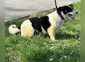 Dottie eine kleine Knutschkugel