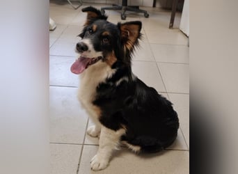 Ziggy ein winziger selbstbewusster Kerl