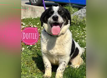 Dottie eine kleine Knutschkugel