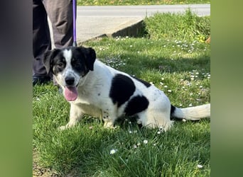 Dottie eine kleine Knutschkugel