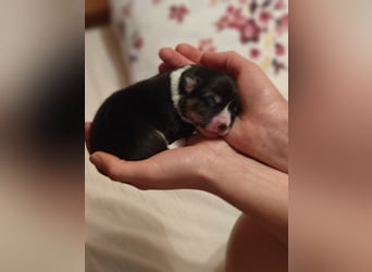 Welsh Corgi Pembroke Welpen rot und tricolour