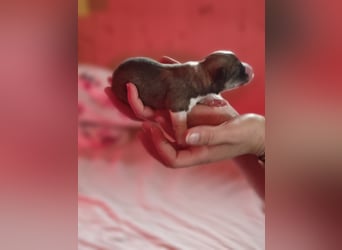 Welsh Corgi Pembroke Welpen rot und tricolour