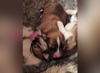 Welsh Corgi Pembroke Welpen rot und tricolour