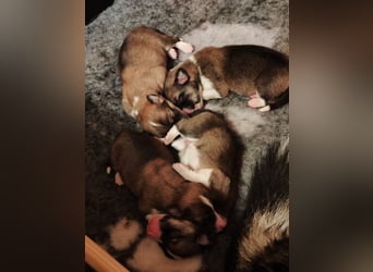 Welsh Corgi Pembroke Welpen rot und tricolour