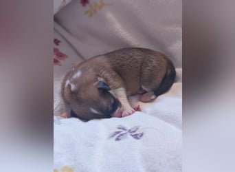 Welsh Corgi Pembroke Welpen rot und tricolour