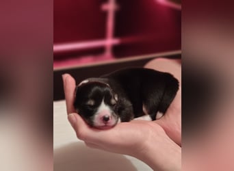 Welsh Corgi Pembroke Welpen rot und tricolour