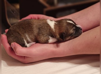 Welsh Corgi Pembroke Welpen rot und tricolour