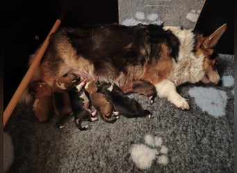 Welsh Corgi Pembroke Welpen rot und tricolour