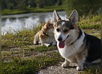 Wurfankündigung Welsh Corgi Pembroke