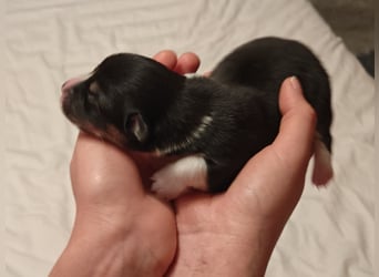 Welsh Corgi Pembroke Welpen rot und tricolour