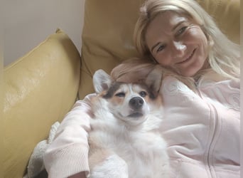 Wurfankündigung Welsh Corgi Pembroke