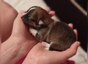 Welsh Corgi Pembroke Welpen rot und tricolour