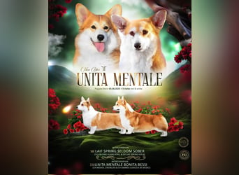 WELSH CORGI PEMBROKE Jung-Rüde mit FCI Papieren sucht einen Traumplatz
