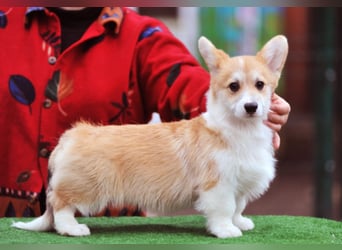 Erstklassiger WELSH CORGI PEMBROKE Rüde (9 Monate) mit FCI Papieren sucht einen Traumplatz