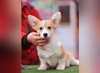 WELSH CORGI PEMBROKE Jung-Rüde mit FCI Papieren sucht einen Traumplatz