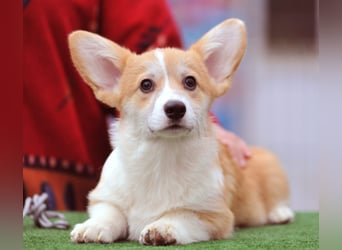 Erstklassiger WELSH CORGI PEMBROKE Rüde (9 Monate) mit FCI Papieren sucht einen Traumplatz