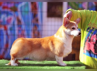 WELSH CORGI PEMBROKE Jung-Rüde mit FCI Papieren sucht einen Traumplatz