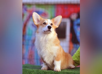 Erstklassiger WELSH CORGI PEMBROKE Rüde (9 Monate) mit FCI Papieren sucht einen Traumplatz